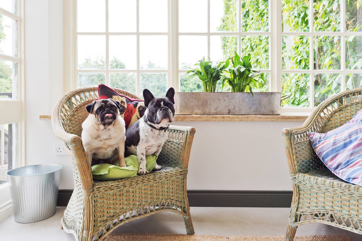 Self-Catering Accommodation Breakfast Room at Manor Suite at Moylgare Manor with a pug and french bulldog on a chair